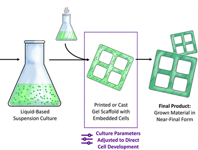 科學家開發(fā)出未來可生產(chǎn)生態(tài)友好型家具的新型3D雙色木材材料