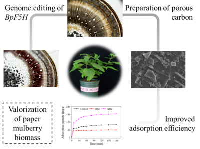 青島能源所利用構樹基因編輯技術創制高性能生物基材料