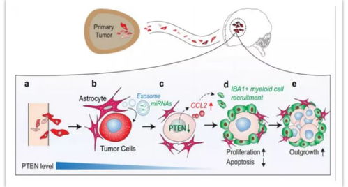 RNA世界的知識圖譜與生物化工產(chǎn)品技術(shù)研發(fā)的精品項目